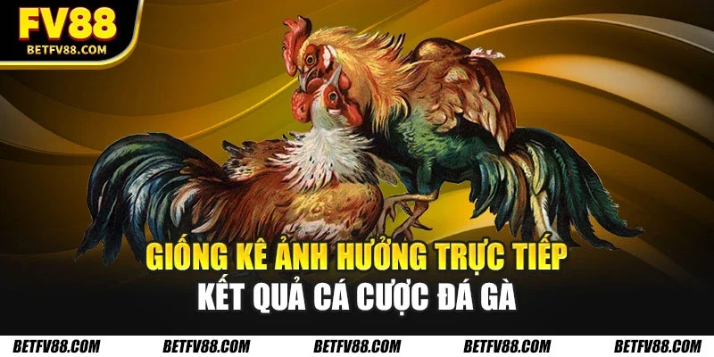 Hướng Dẫn Cá Cược Đá Gà Online Cho Người Mới Bắt Đầu FV88 1 Giống kê ảnh hưởng trực tiếp kết quả cá cược đá gà