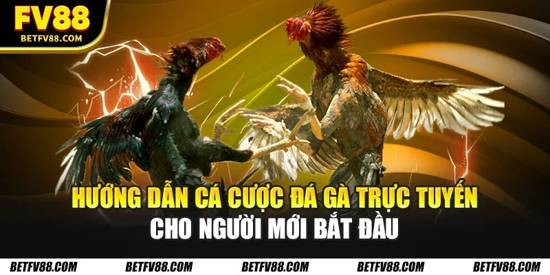 Cá cược đá gà