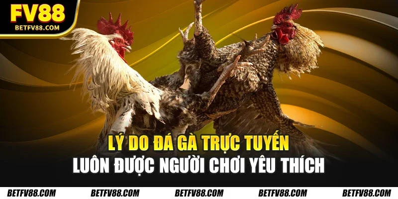 Đá Gà Trực Tuyến - Cẩm Nang Cho Tay Cược Mới Thử Sức 1 Lý do đá gà trực tuyến luôn được người chơi yêu thích
