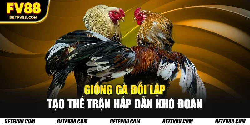 Giống gà đối lập tạo thế trận hấp dẫn khó đoán