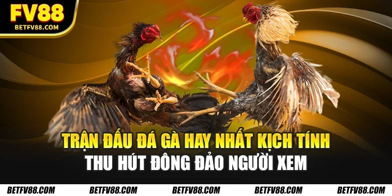 Trận đấu đá gà hay nhất kịch tính thu hút đông đảo người xem