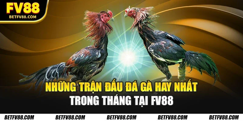 trận đấu đá gà hay nhất